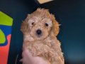 Evde Büyümüş, Aşılı & Ped Eğitimli 2 Aylık Toy Poodle 