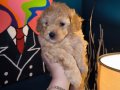Evde Büyümüş, Aşılı & Ped Eğitimli 2 Aylık Toy Poodle 