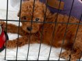 2 Aylık Dişi Toy Poodle