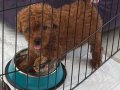 2 Aylık Dişi Toy Poodle