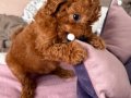 2 Aylık Dişi Toy Poodle