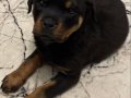 2.5 Aylık Dişi Rottweiler