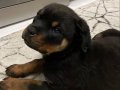 2.5 Aylık Dişi Rottweiler