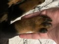 2.5 Aylık Dişi Rottweiler