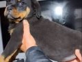 2.5 Aylık Dişi Rottweiler