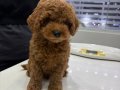  Red Brown Toy Poodle Erkek Sıcak Tüylü Dost Arayışta