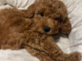  Red Brown Toy Poodle Erkek Sıcak Tüylü Dost Arayışta