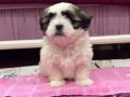 45 Günlük Shih Tzu Yavrusu