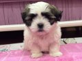 45 Günlük Shih Tzu Yavrusu