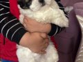 45 Günlük Shih Tzu Yavrusu