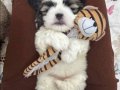 45 Günlük Shih Tzu Yavrusu