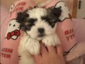 45 Günlük Shih Tzu Yavrusu