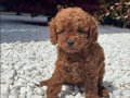 Toy Poodle Bebekler