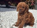 Toy Poodle Bebekler