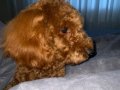 Ev Terbiyeli Toy Poodle