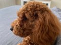 Ev Terbiyeli Toy Poodle