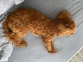 Ev Terbiyeli Toy Poodle
