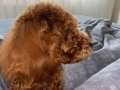 Ev Terbiyeli Toy Poodle