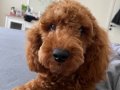 Ev Terbiyeli Toy Poodle