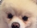 Eğitimli Aşılı Safkan Pomeranian Boo