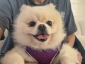 Eğitimli Aşılı Safkan Pomeranian Boo