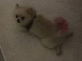 Eğitimli Aşılı Safkan Pomeranian Boo