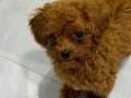 Mikro kore toy poodle