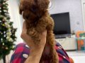 Mikro kore toy poodle