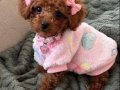 Mikro kore toy poodle