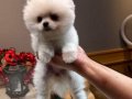 3 Aylık Dişi Pomeranian 