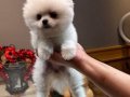 3 Aylık Dişi Pomeranian 