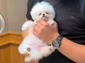 3 Aylık Dişi Pomeranian 