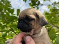 Balıkesir pug köpek 2 aylık 