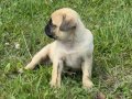 Balıkesir pug köpek 2 aylık 