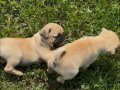 Balıkesir pug köpek 2 aylık 
