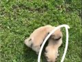 Balıkesir pug köpek 2 aylık 