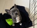 LILAC GRİ ÖZEL RENK CHIHUAHUA