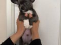 LILAC GRİ ÖZEL RENK CHIHUAHUA
