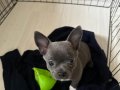 LILAC GRİ ÖZEL RENK CHIHUAHUA