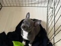 LILAC GRİ ÖZEL RENK CHIHUAHUA
