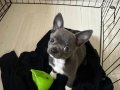 LILAC GRİ ÖZEL RENK CHIHUAHUA