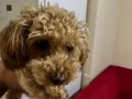 6 aylık otur kalk ve tuvalet eğitimli tüm aşıları tam poodle