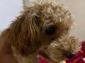 6 aylık otur kalk ve tuvalet eğitimli tüm aşıları tam poodle