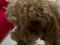 6 aylık otur kalk ve tuvalet eğitimli tüm aşıları tam poodle