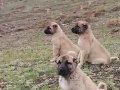 Yavrularımız sizleri bekliyor kangal yavrularımız