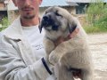 Kangal yavrularımız sahiplerini bekliyor maşallah 