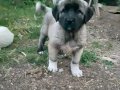 Kangal yavrularımız sahiplerini bekliyor maşallah 