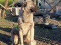 Kangal yavrularımız sahiplerini bekliyor maşallah 