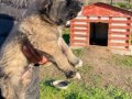 Kangal yavrularımız sahiplerini bekliyor maşallah 
