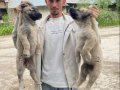 Kangal yavrularımız sahiplerini bekliyor maşallah 